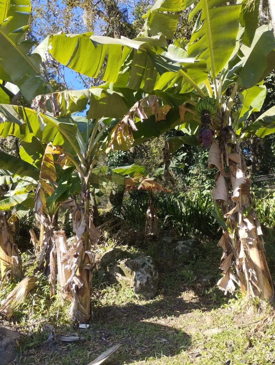 Casa Padrão À VENDA no bairro Ratones, Florianópolis/SC. - Foto 5