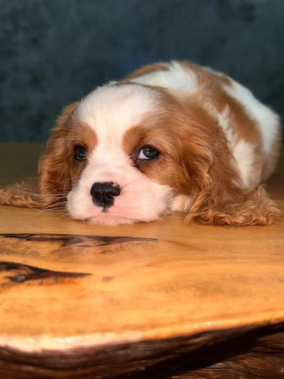 Cavalier King Spaniel - Foto 3