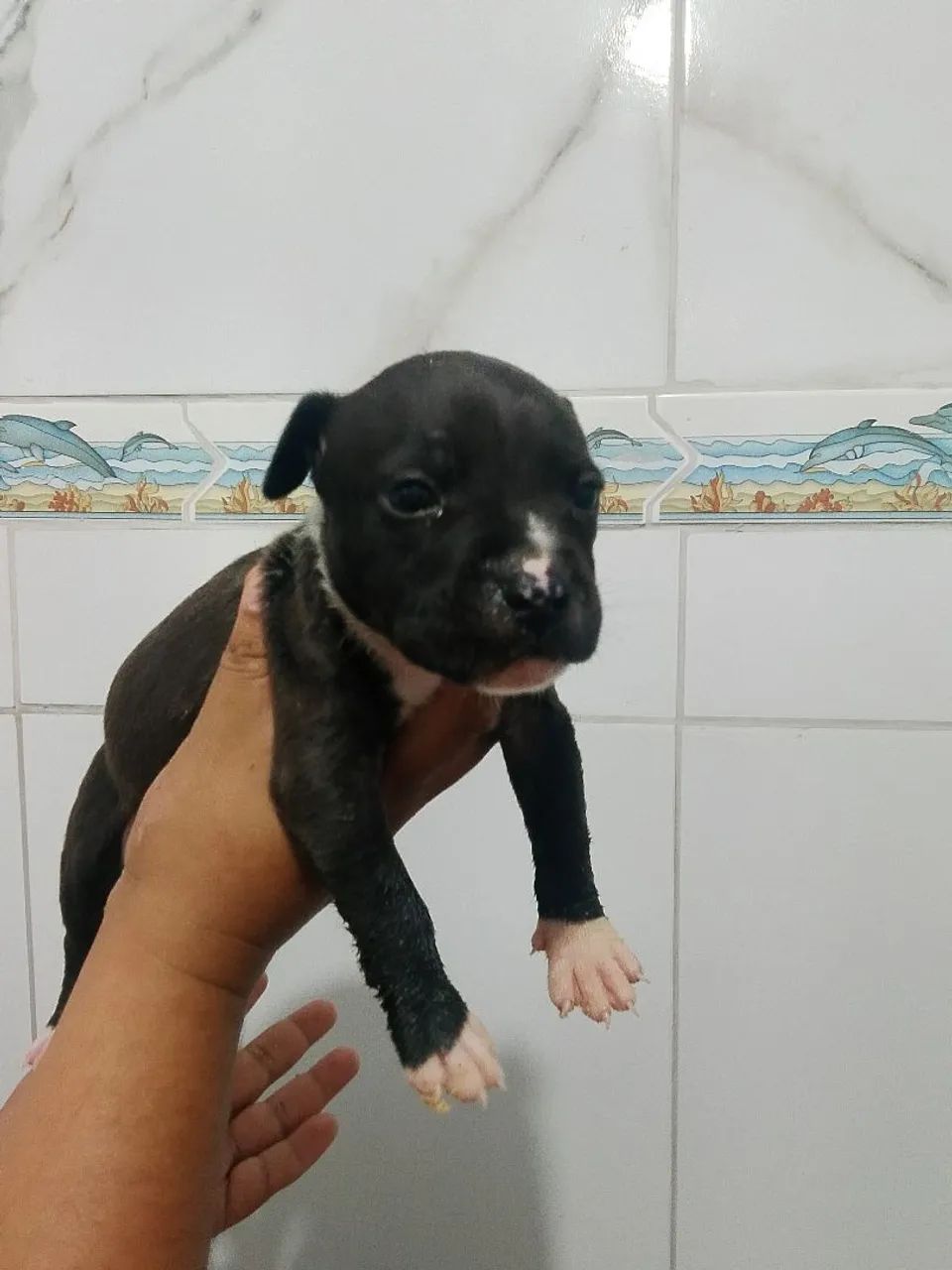 Pitbull - Foto 3