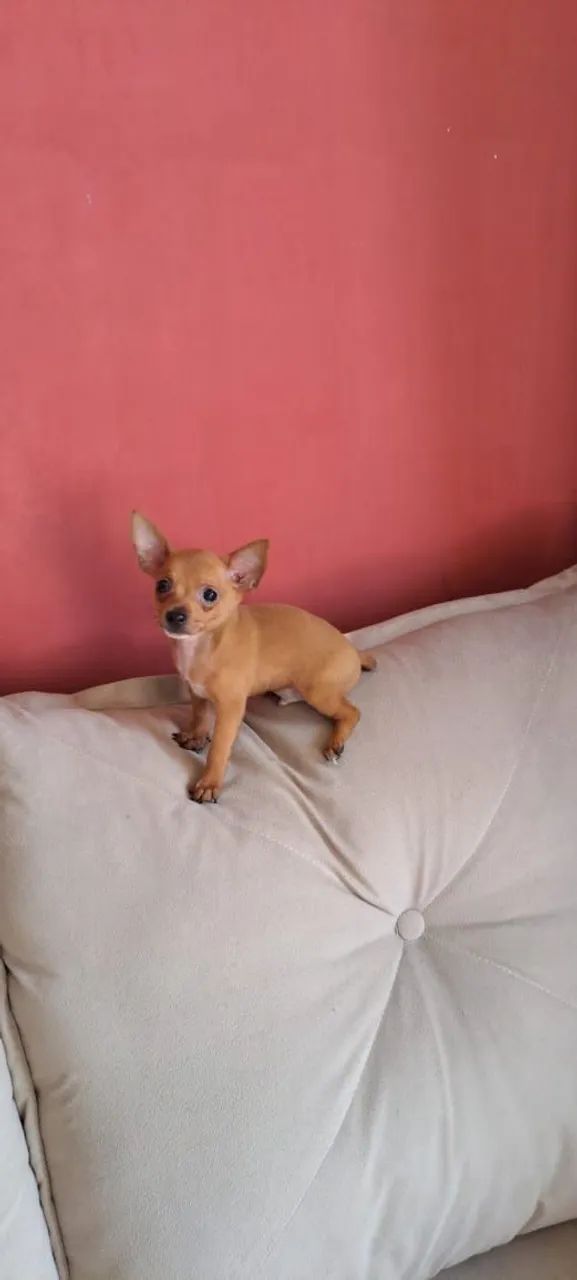 Pinscher zero - Foto 2