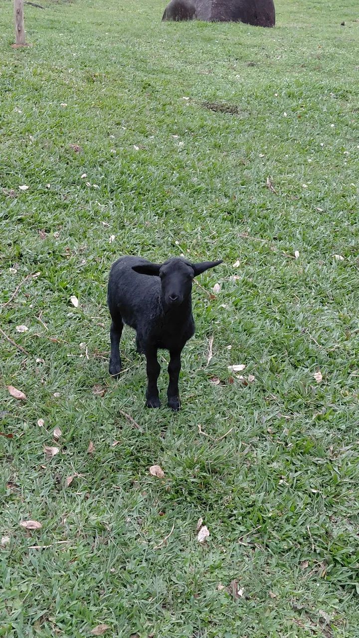 Vendo Ovelha - Foto 3