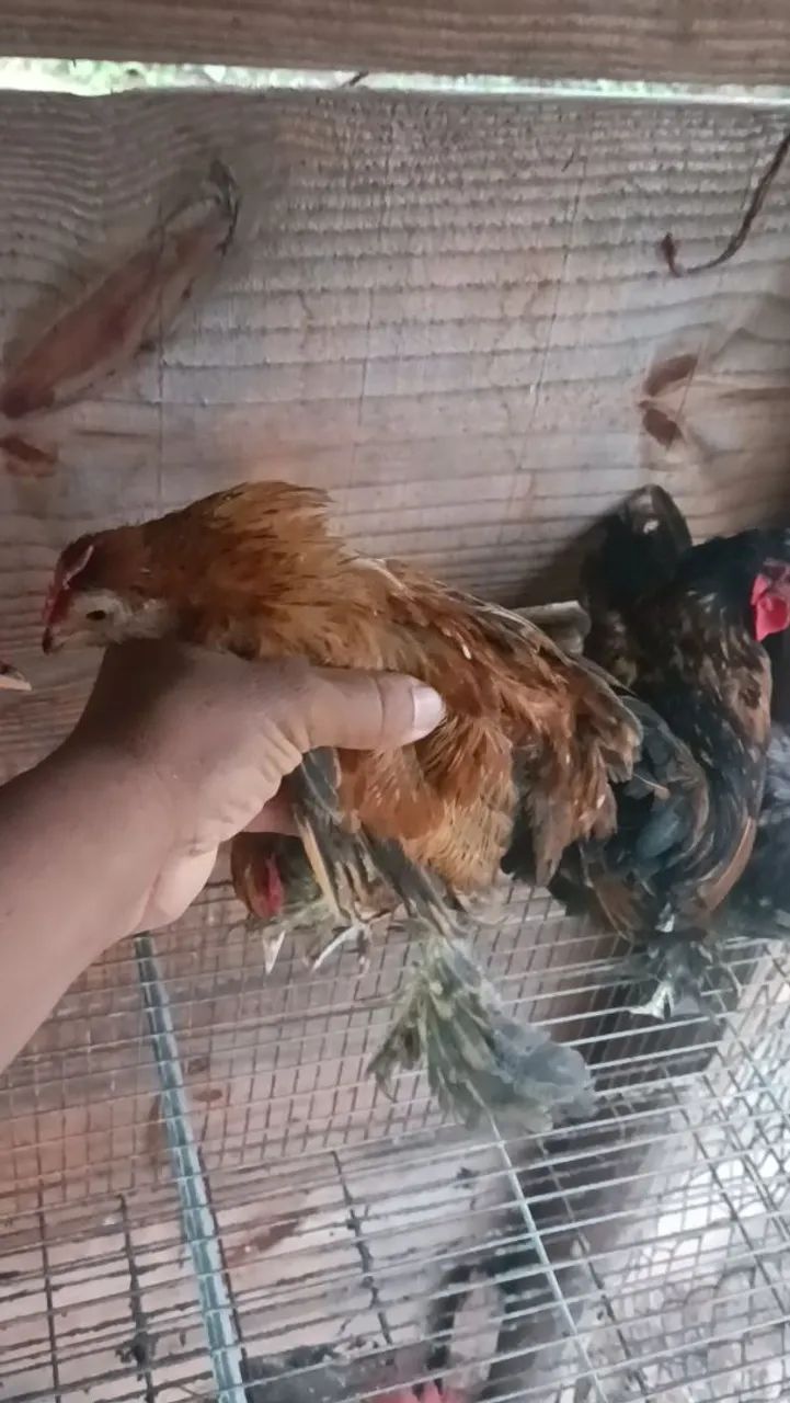 Galo Mini garnisé  - Foto 4