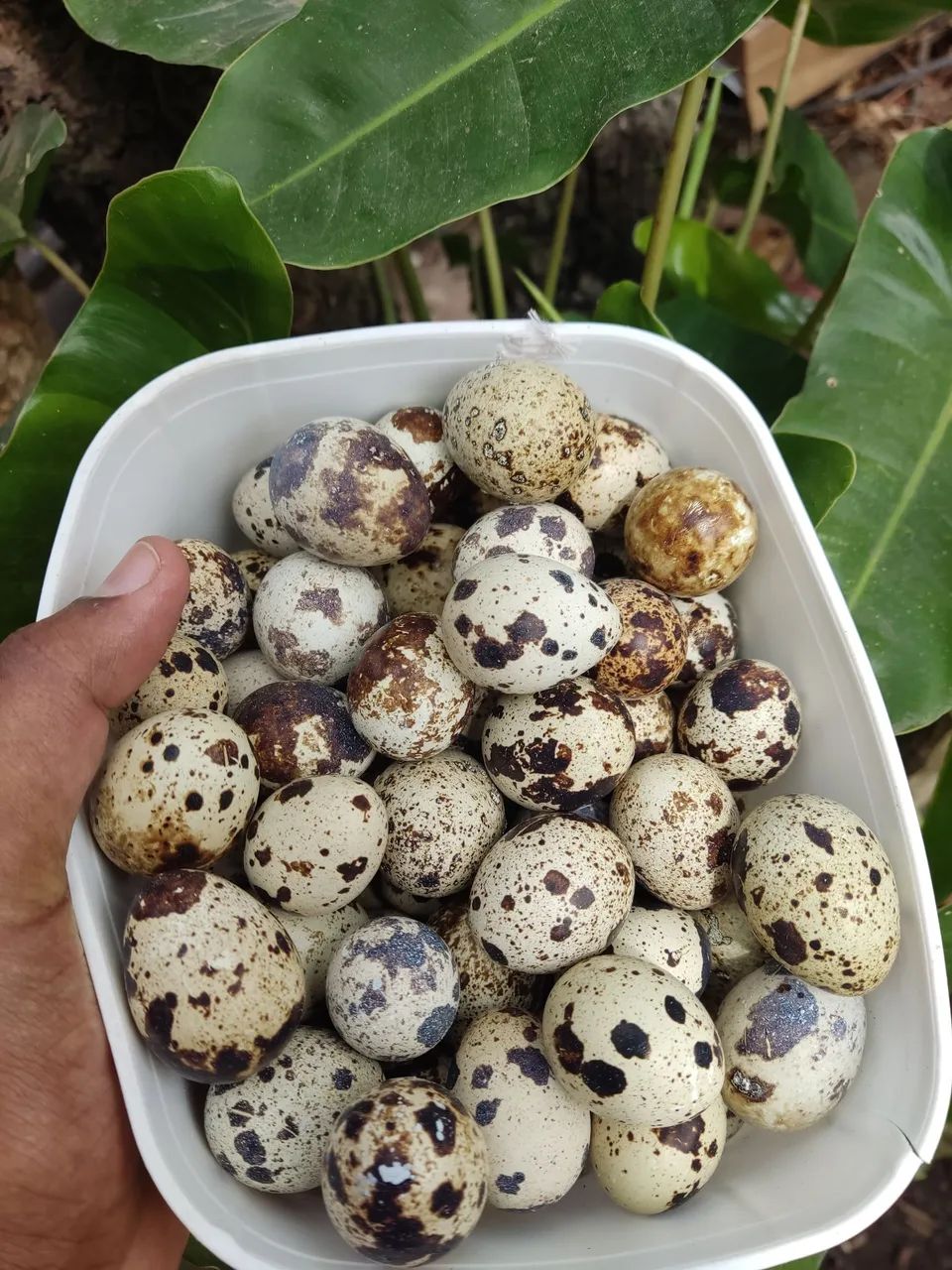Ovos de codorna  - Foto 3