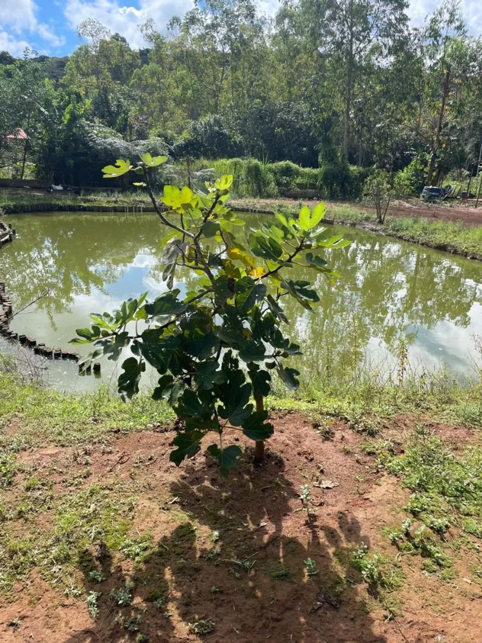 Vendo granja  Recanto da Cachoeira  - Foto 5