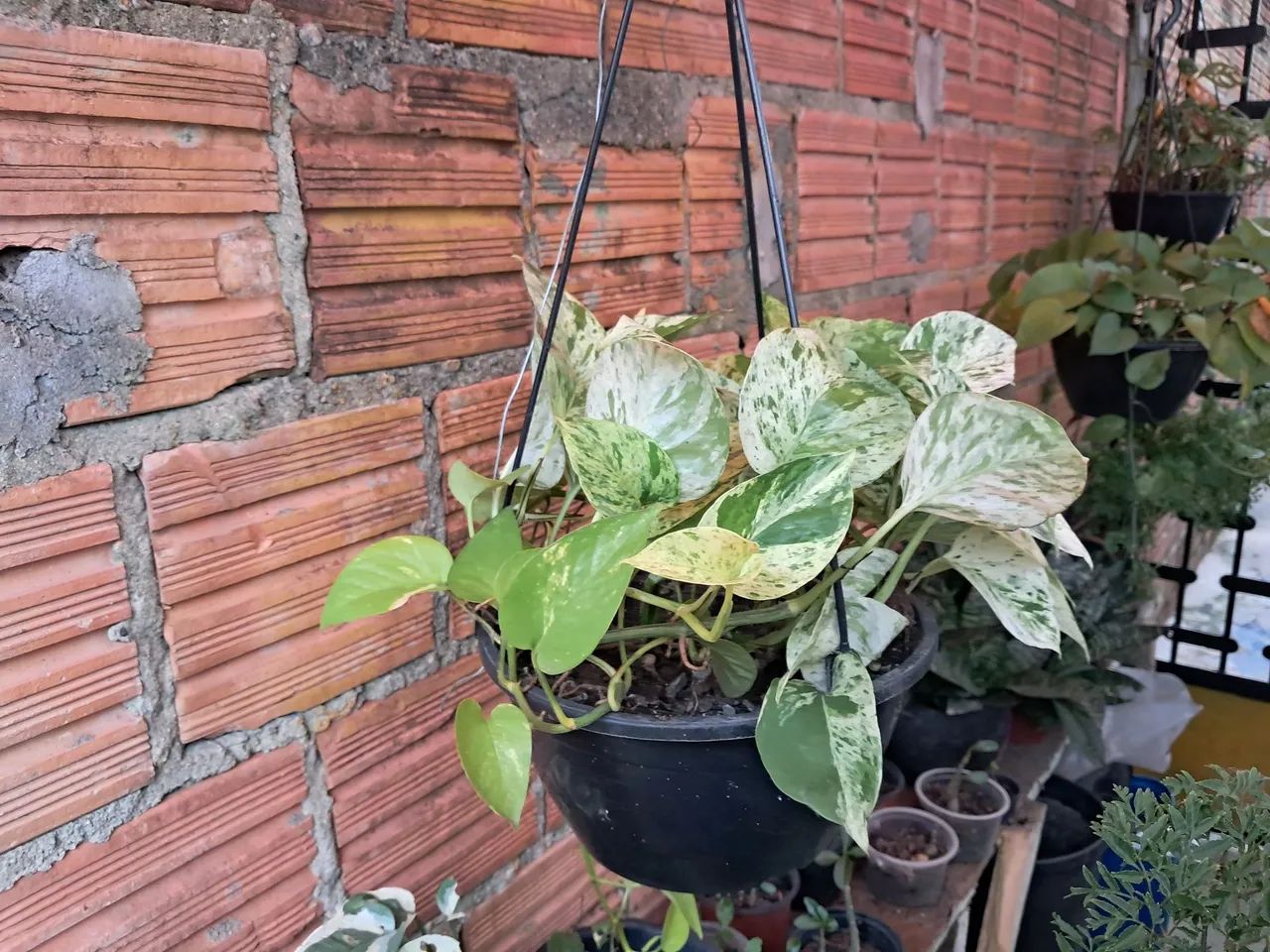 Vendo mudas de jiboia  - Foto 3