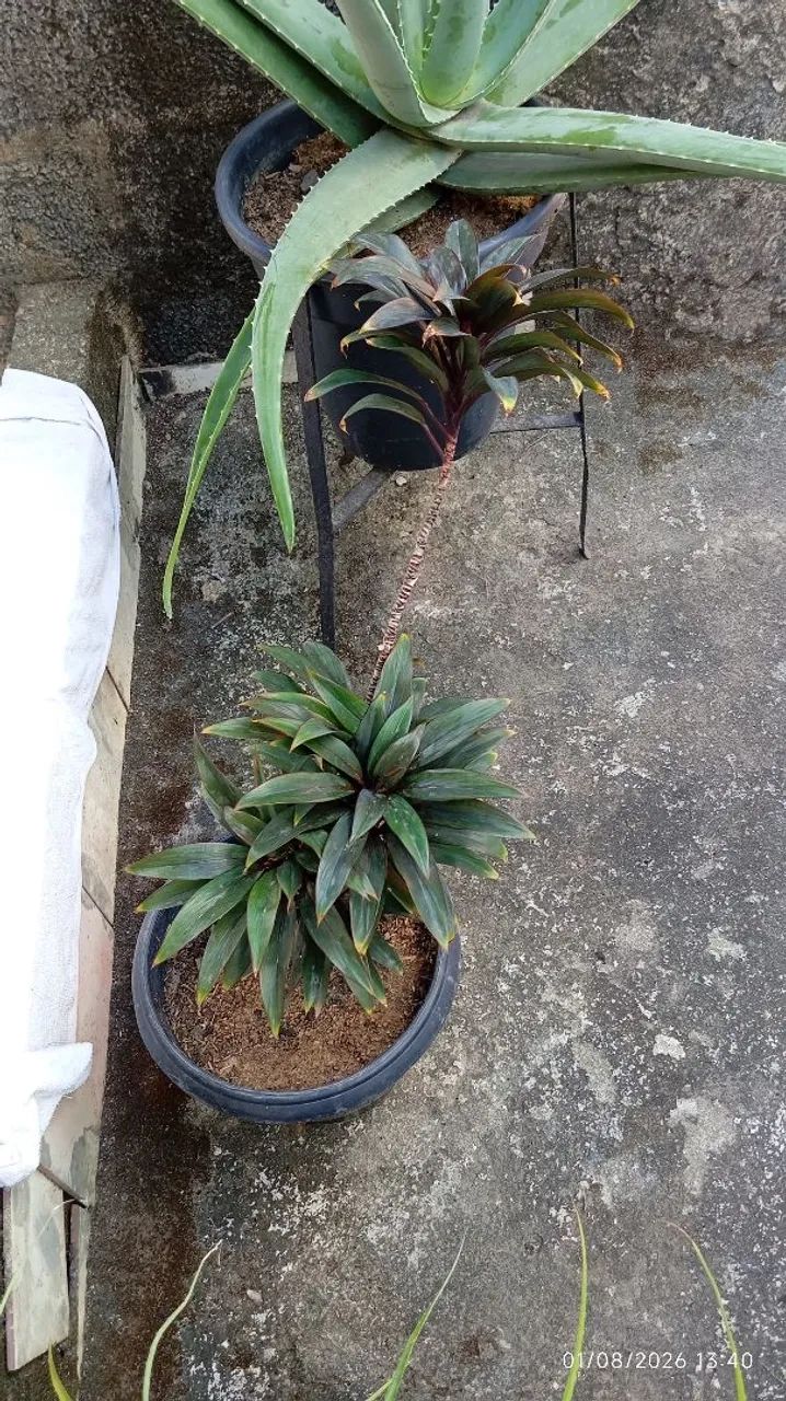 Planta  - Foto 3