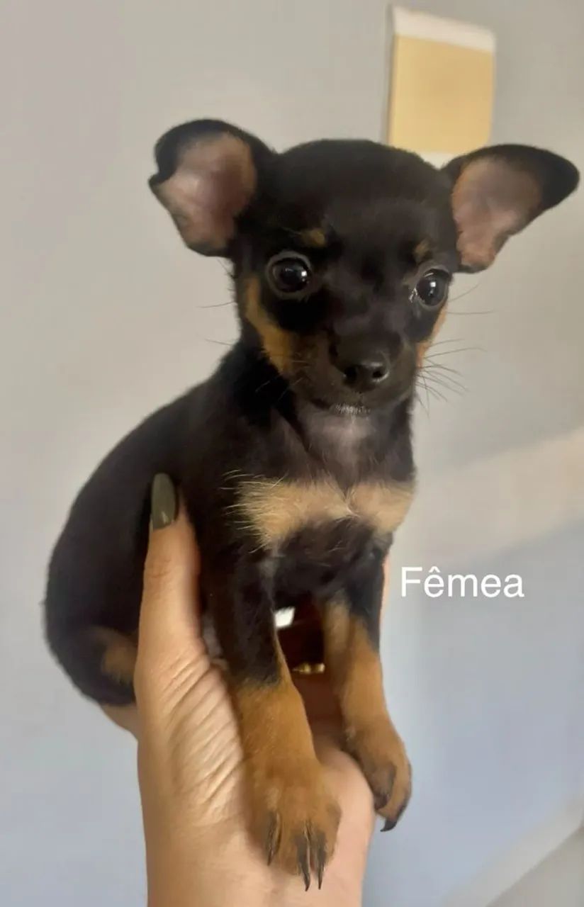Pinscher - Foto 2