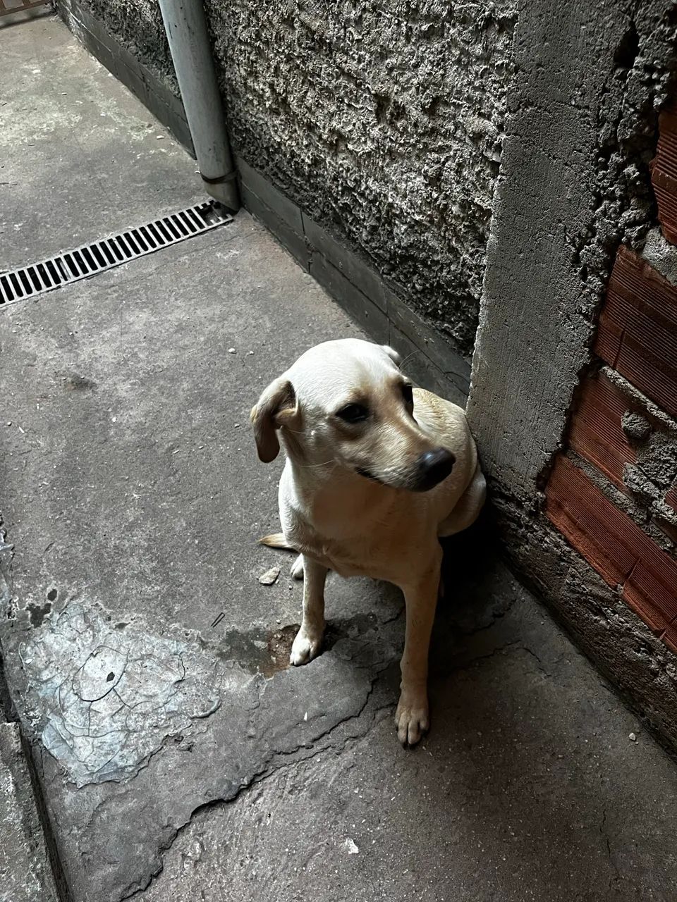 Labrador Doação - Foto 4