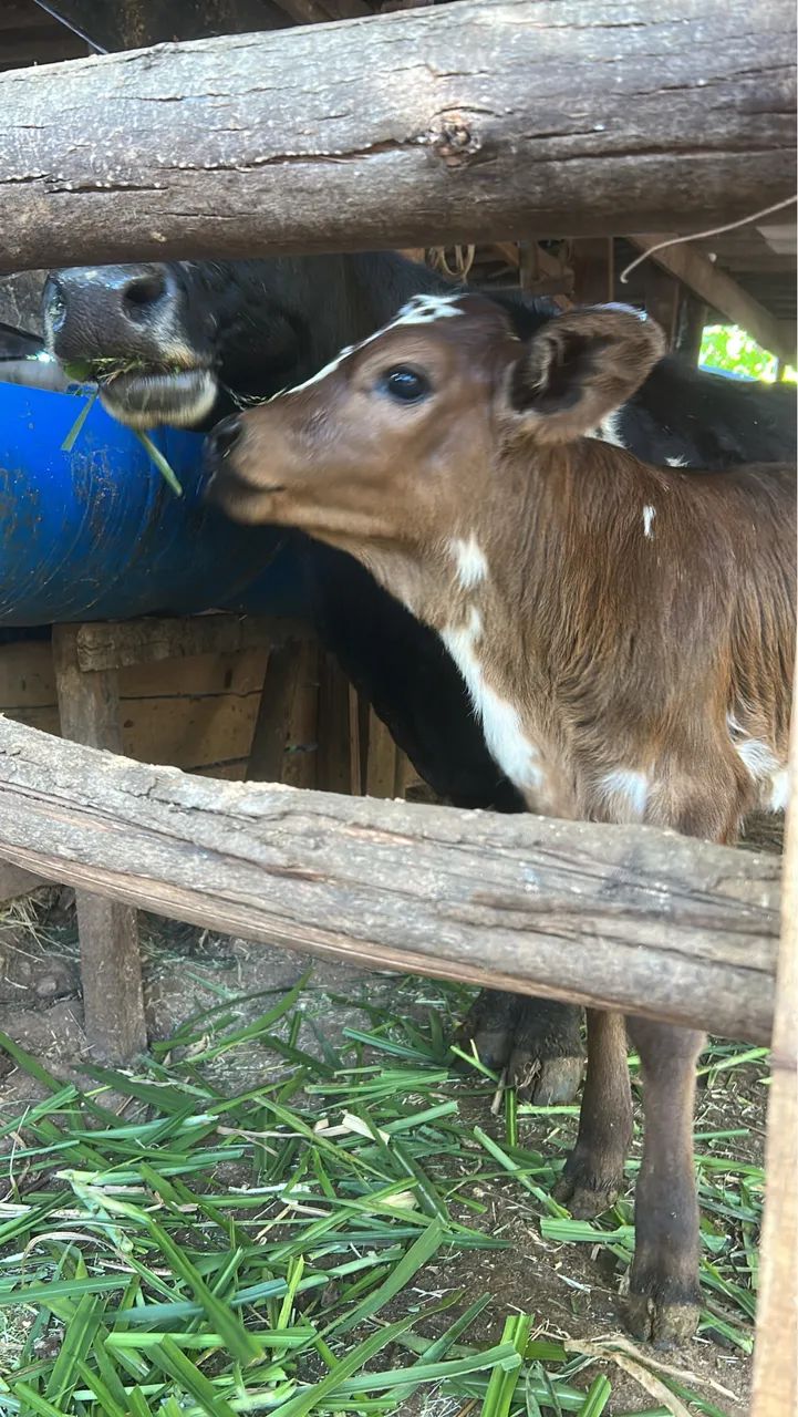 Mini vaca 
