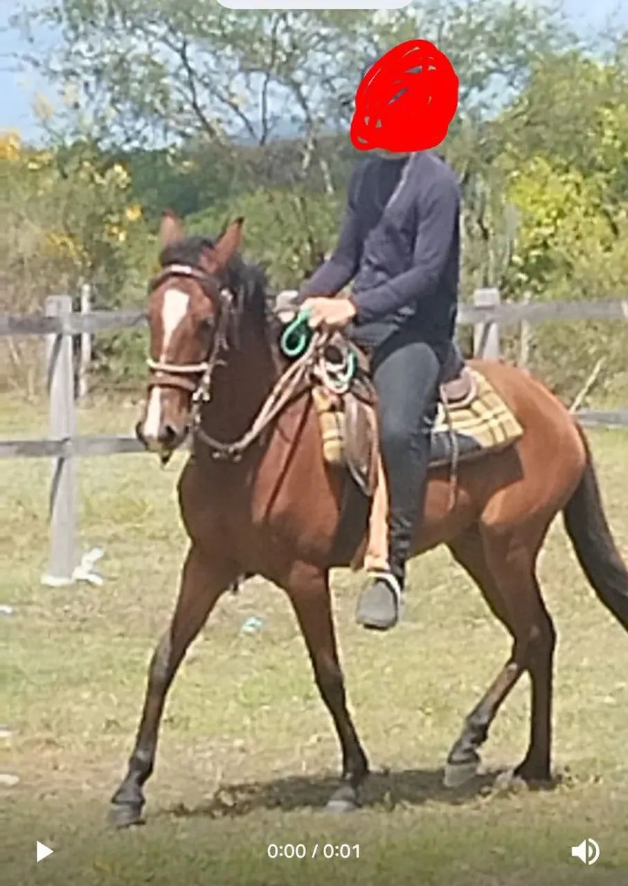 Égua Mangalarga Machador registrada na Abccmm - Foto 2