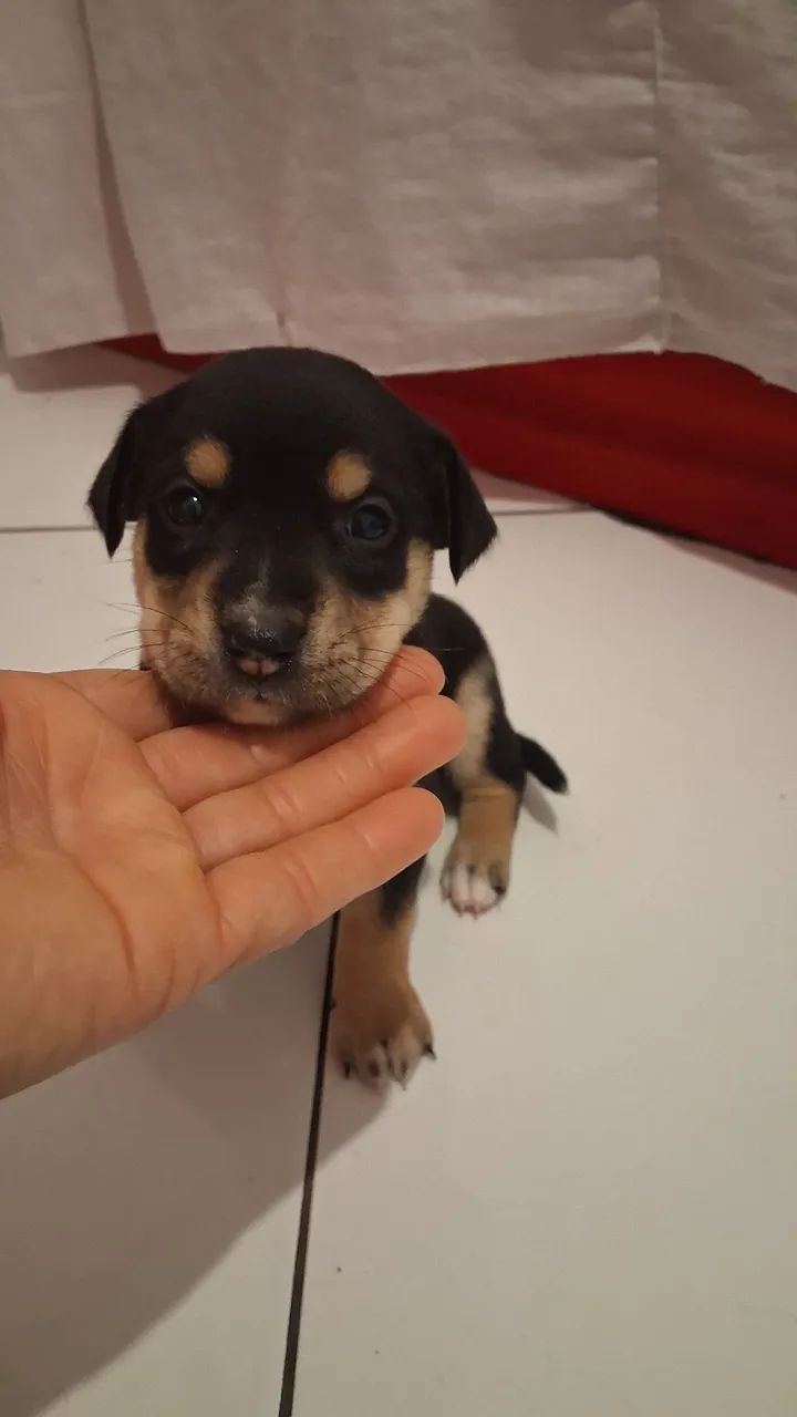 Doação  - Foto 4