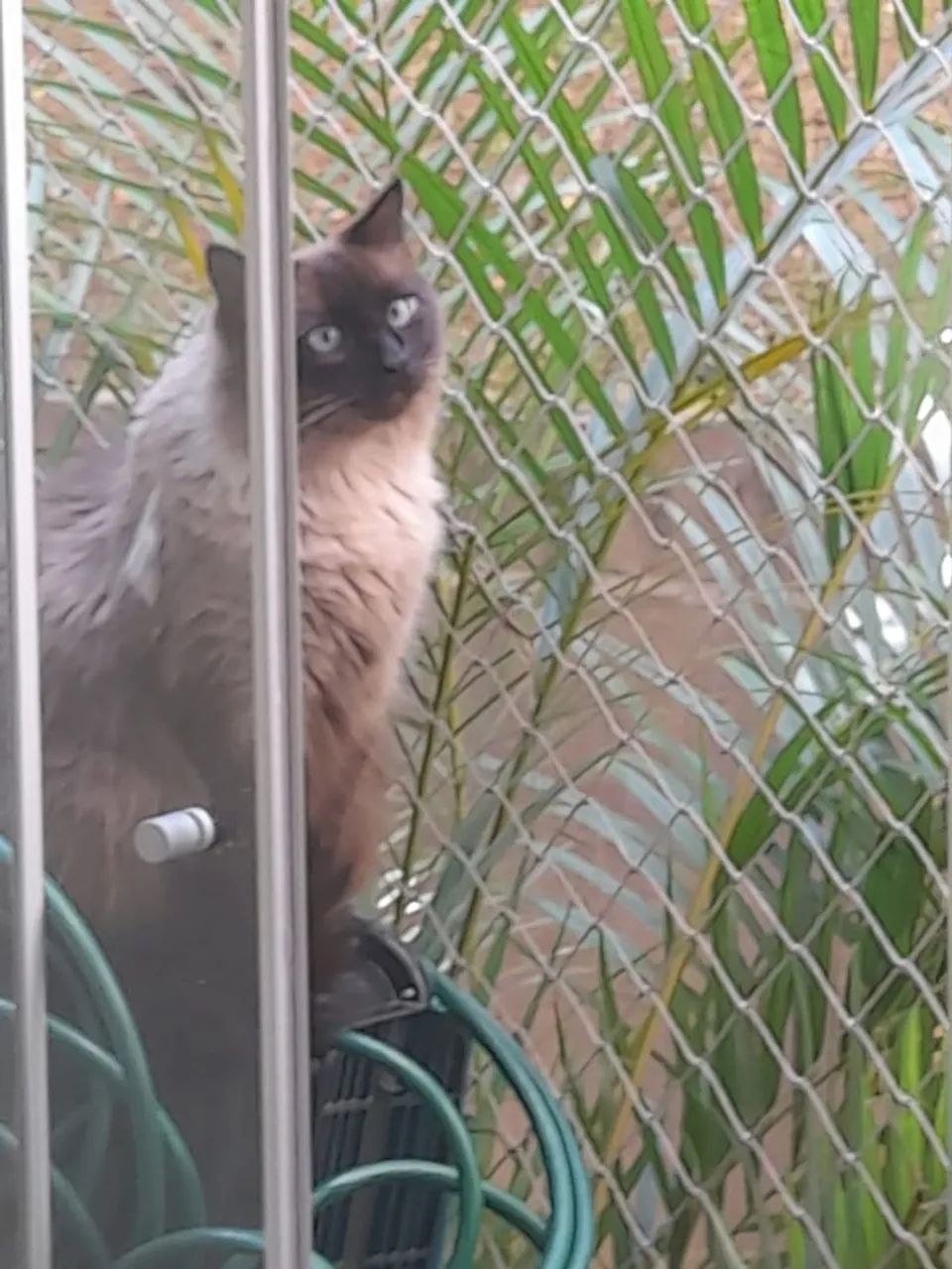 Doação lindo gato Siamês adulto