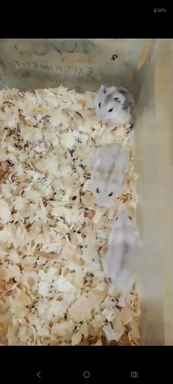 Hamster - Foto 3