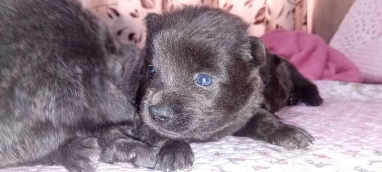 Vendo Chowchow - Foto 2