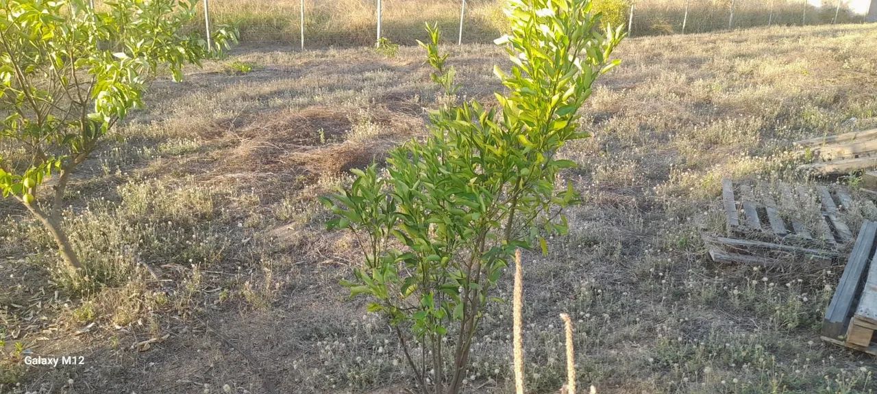 Chacara - Comunidade de Borá - 10 km de Montes Claros  - Foto 4