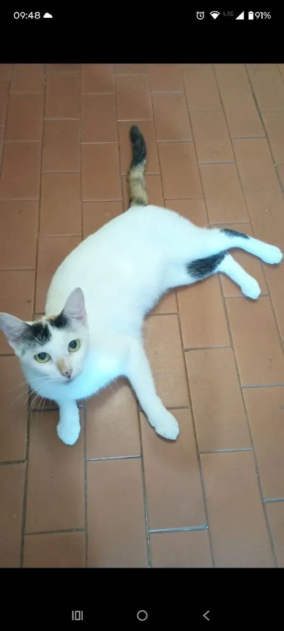 Gato adoção responsável  - Foto 5