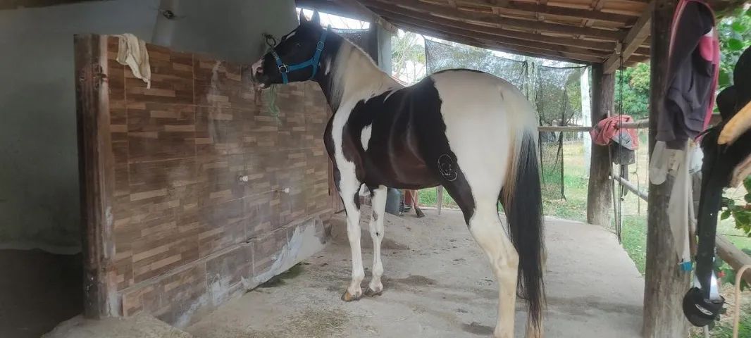 Animais  - Foto 2