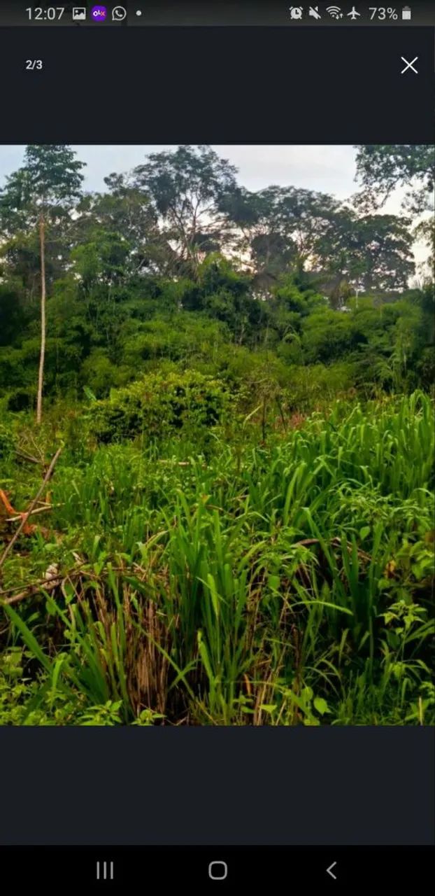 Seringal, Fazenda, Posse, Concessão, Propriedade - Foto 3