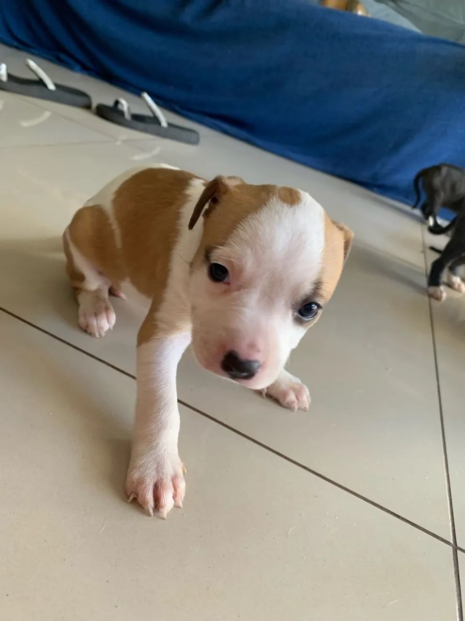 Filhotes de pitbull - Foto 2