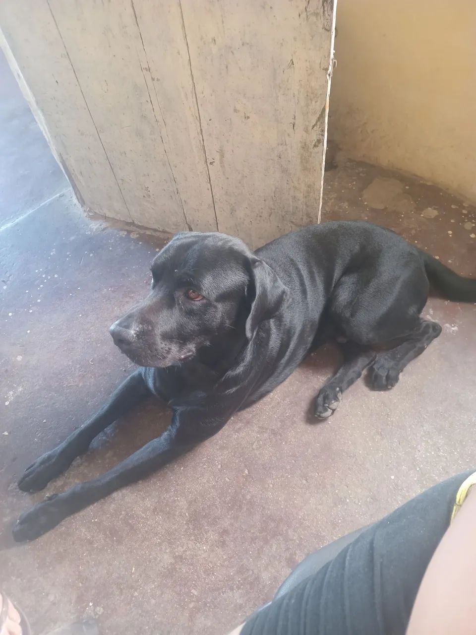 Labrador para cruzar