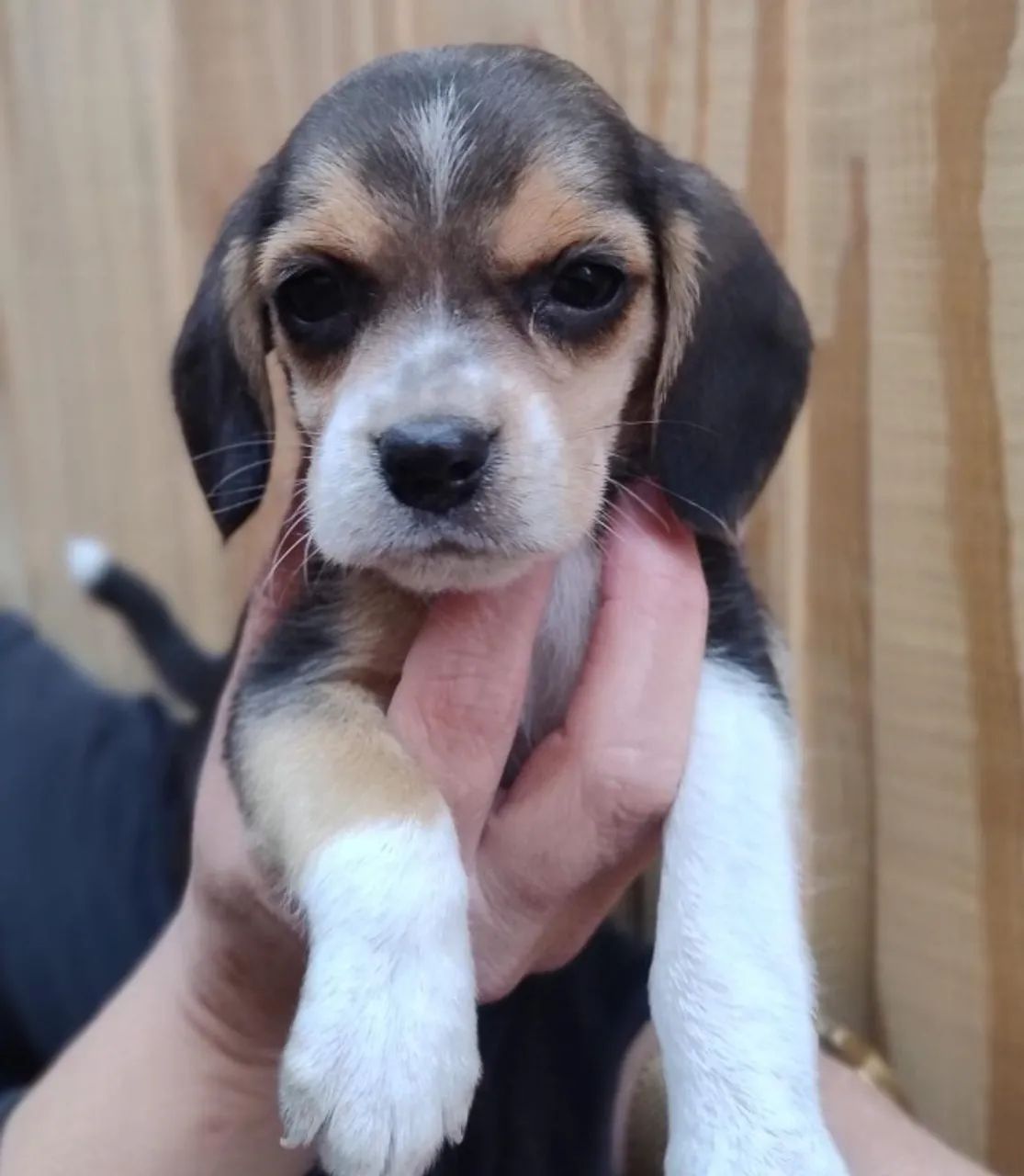 beagles com contrato