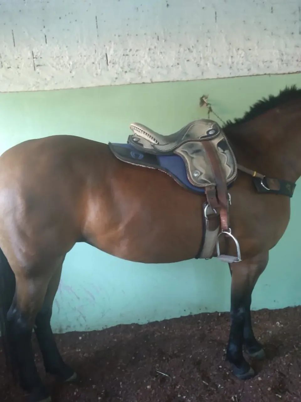 Vende se egua  - Foto 2