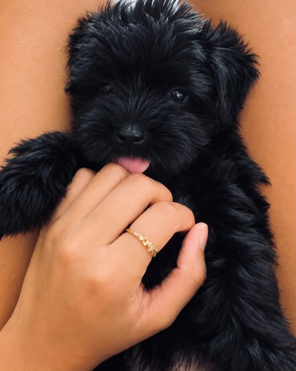 Lhasa apso macho