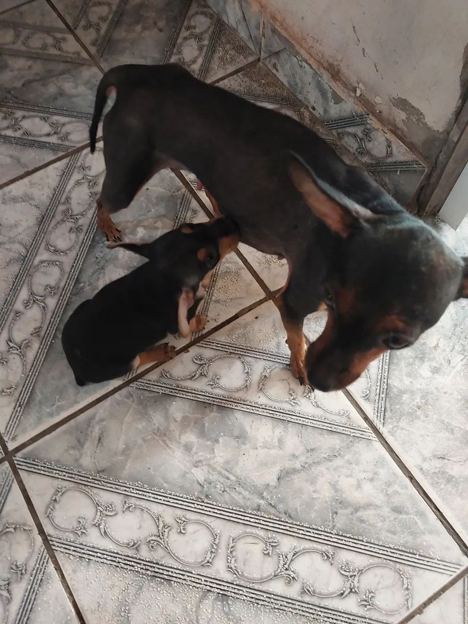 Pet