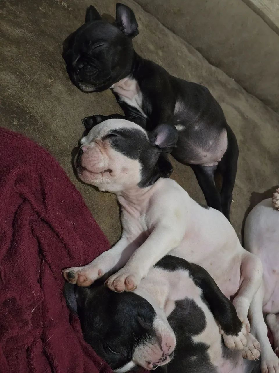 Bulldogue Francês  - Foto 3
