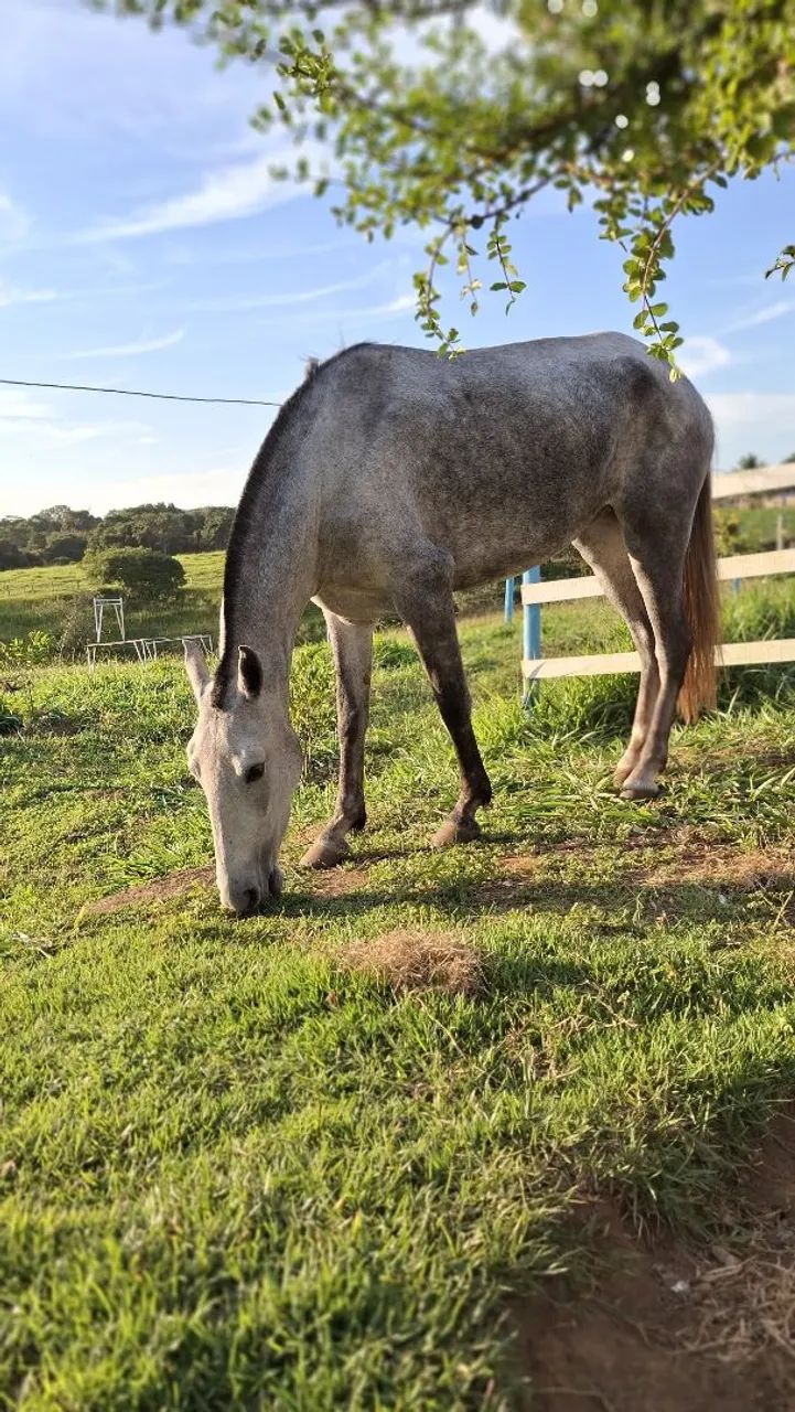 Potra a venda - Foto 2