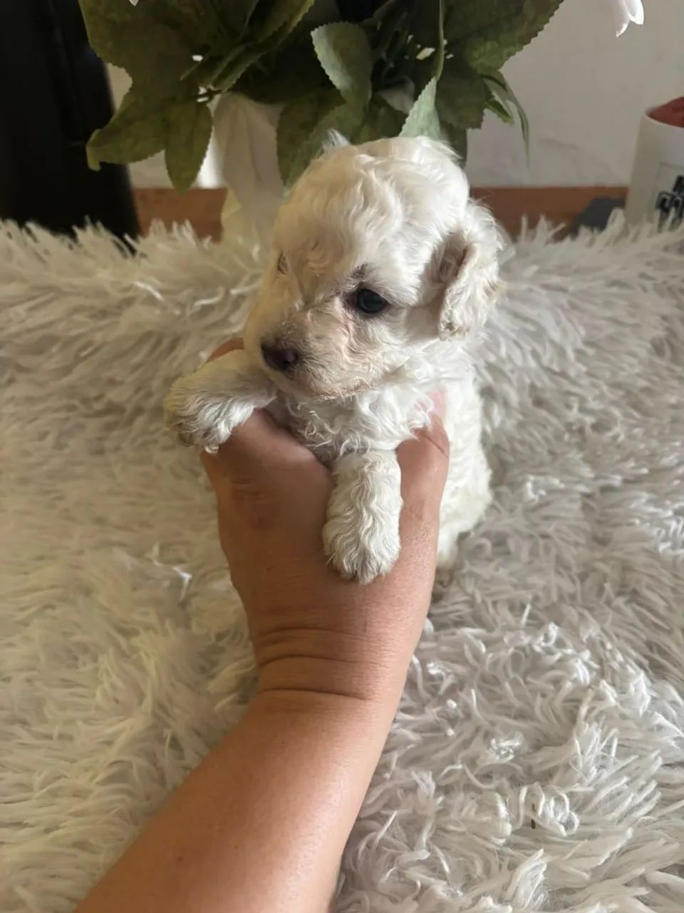 Poodle toy machinho - Foto 3