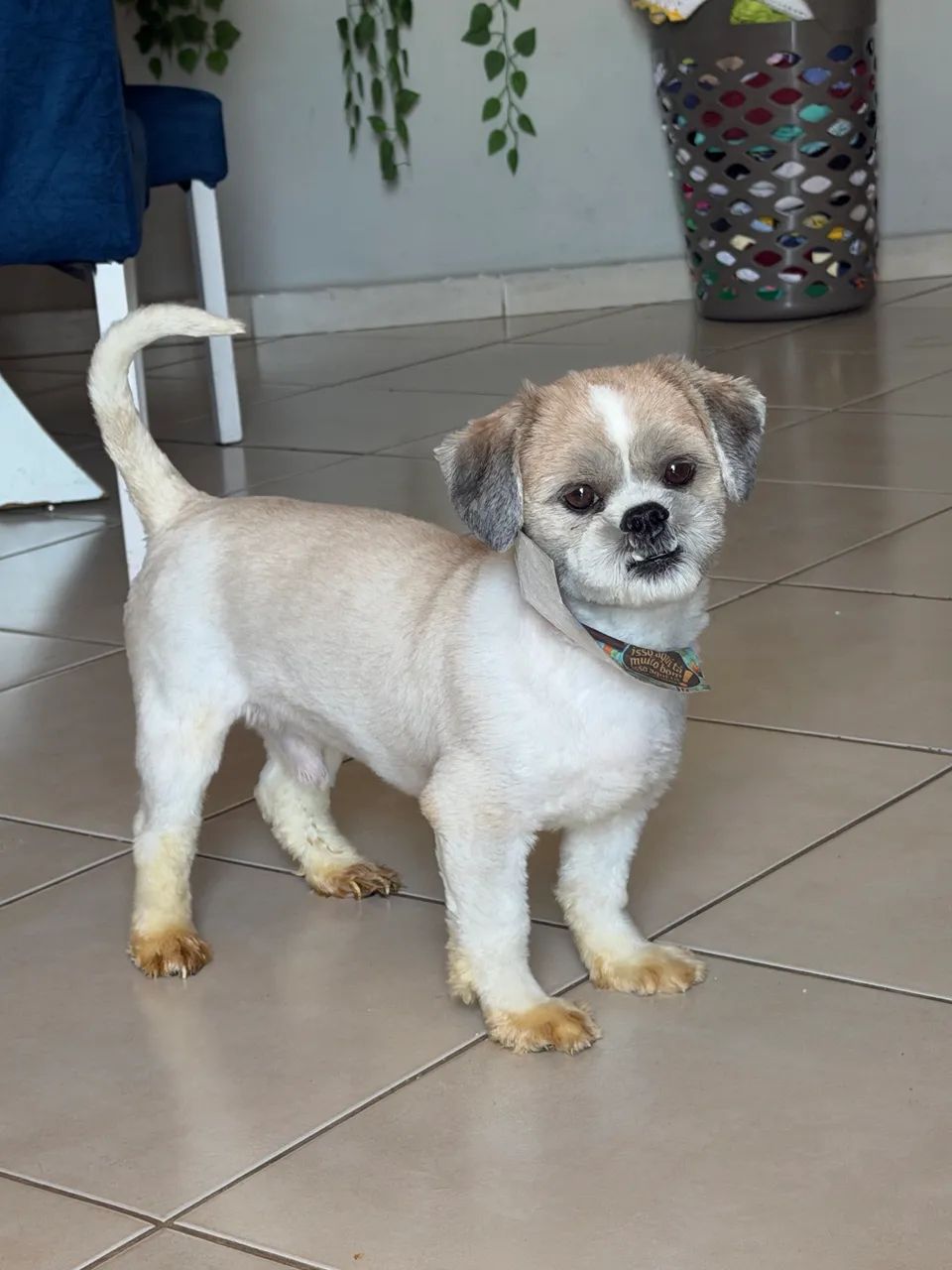 Cachorro Shih Tzu - Foto 2