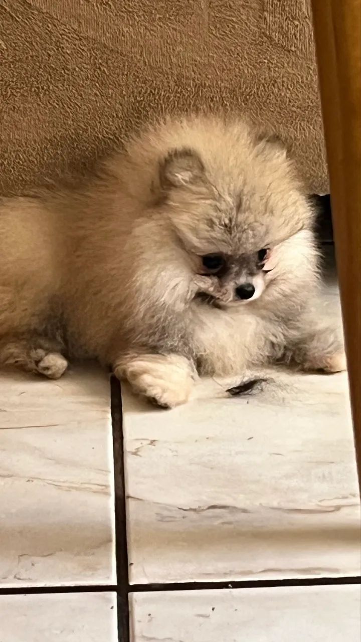 Spitz alemão  - Foto 3