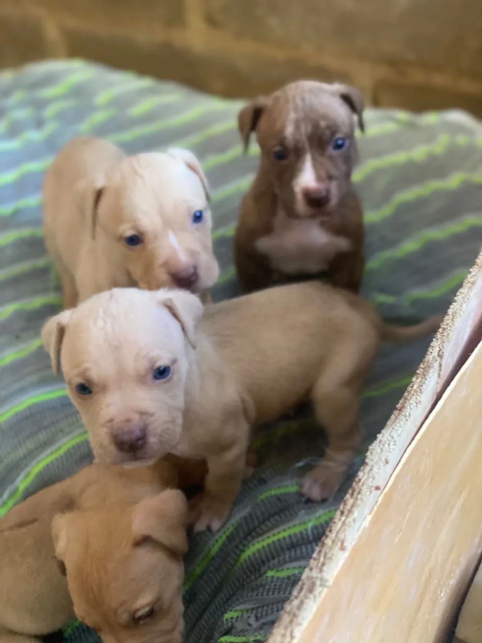 Vendo filhotes de American bully e pitbull  - Foto 3
