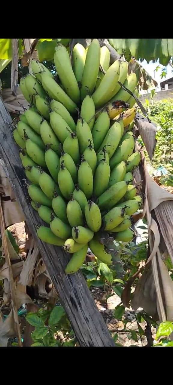 Babanas nanica fresca orgânica 2,50 kg