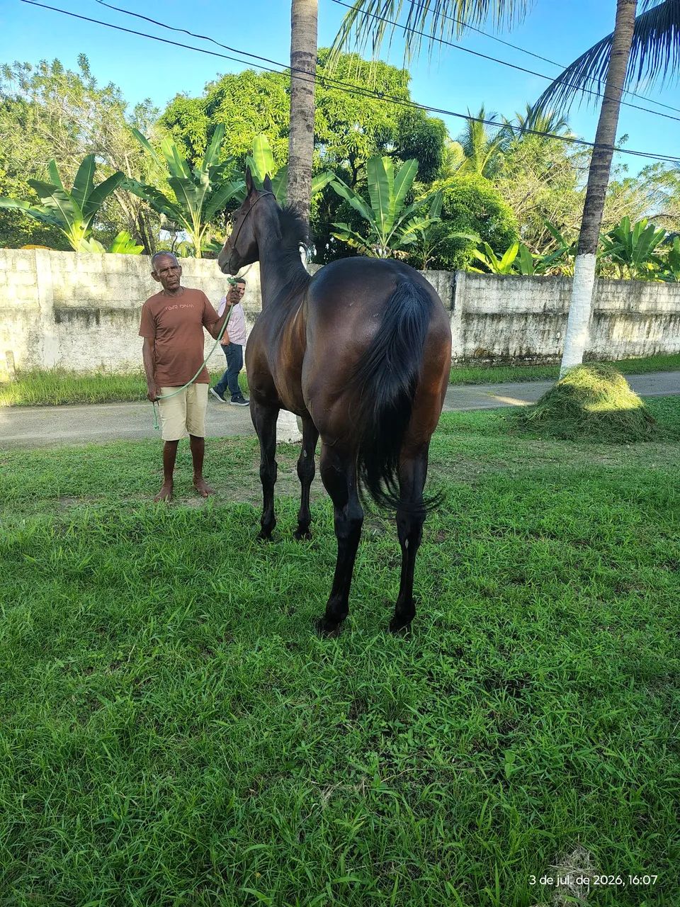 Cavalo puro sangue inglês  - Foto 4