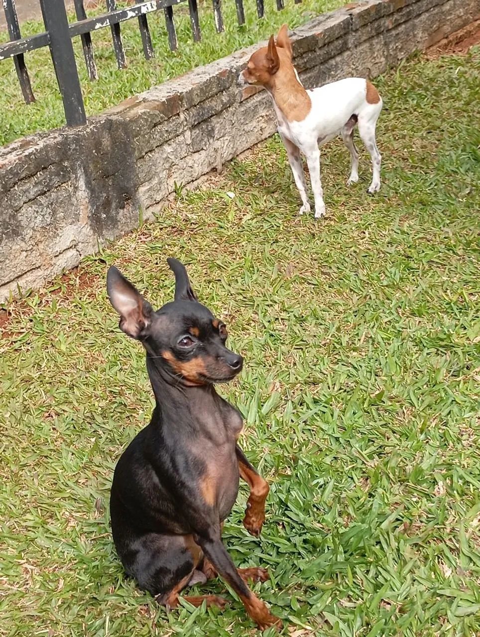 PINSCHER MINIATURA  - Foto 3