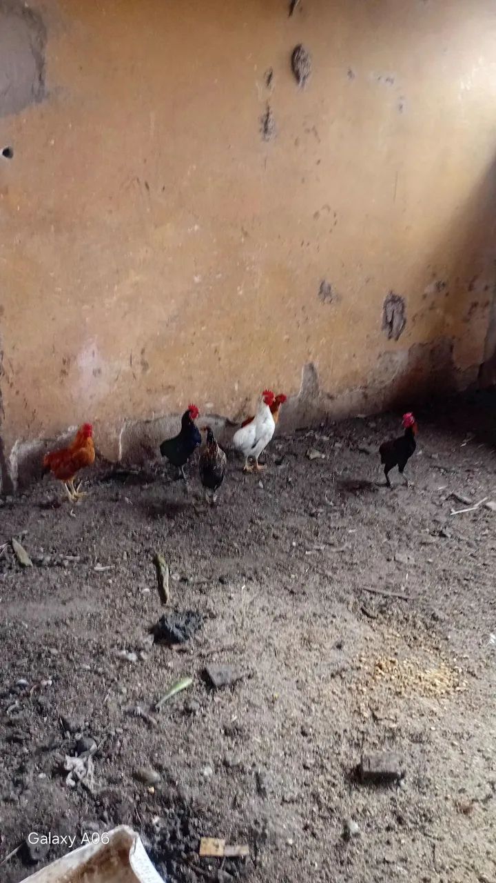 Garnize sura ornamental. - Foto 3