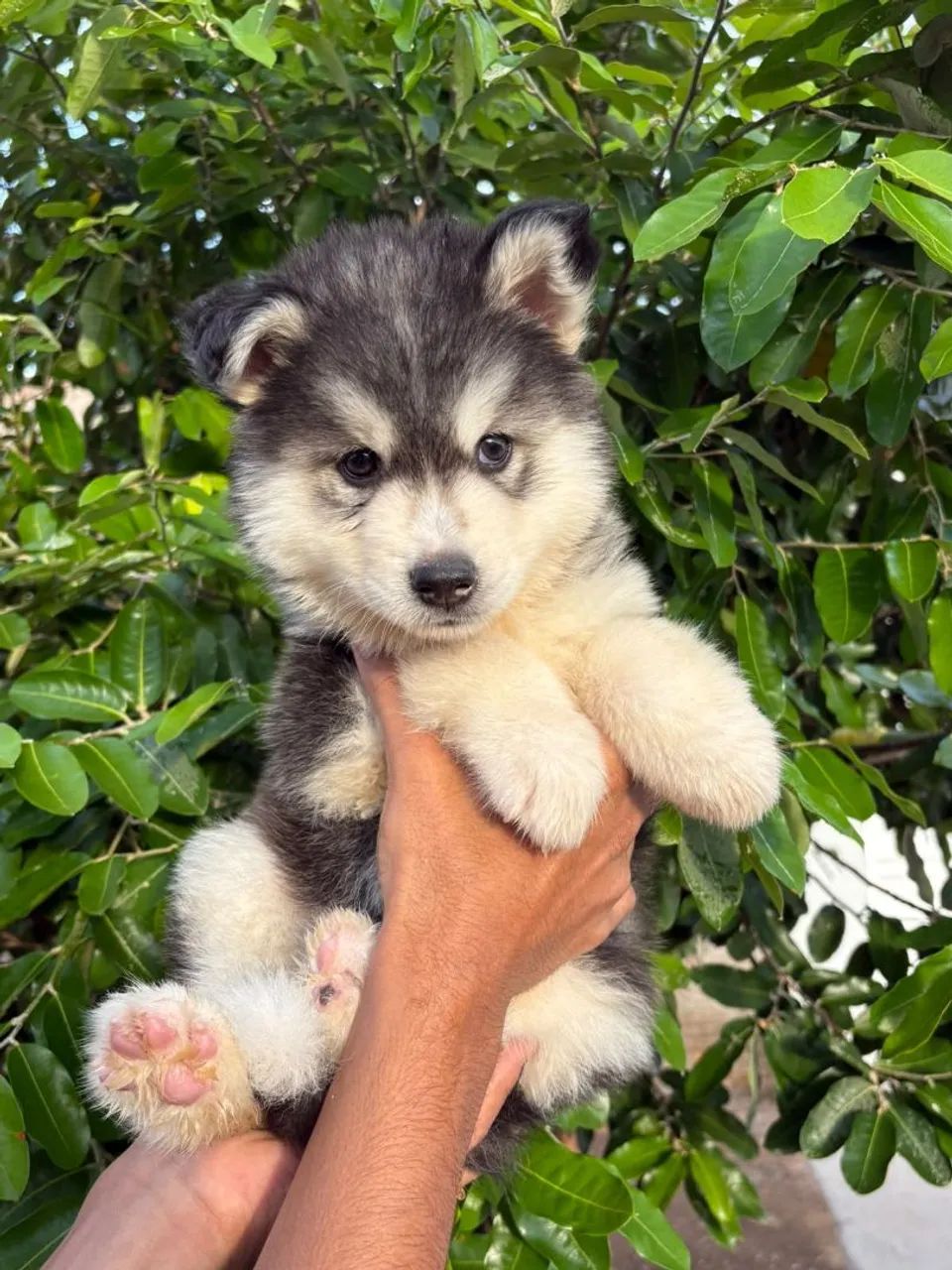 Husky siberiano - com microchip e pedigree macho  - Foto 2
