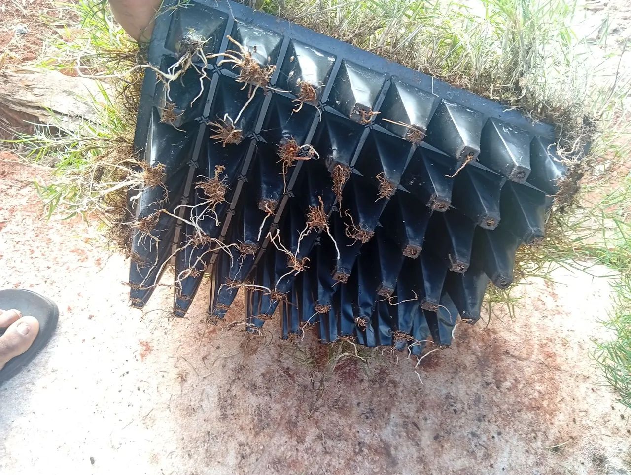 Grama em mudas com preço justo!! - Foto 5