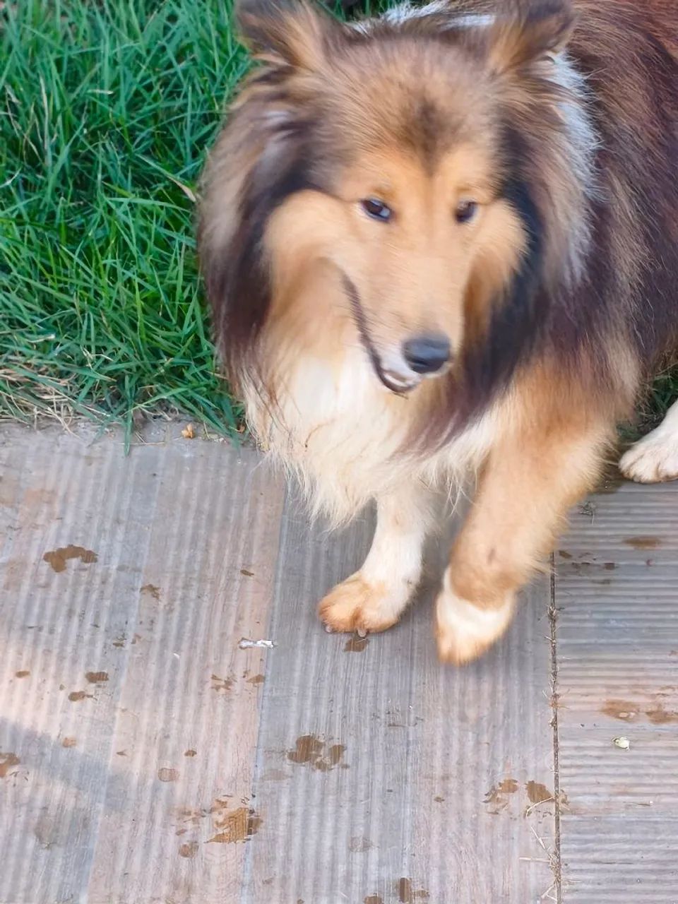 Mini Collie Macho - Foto 3