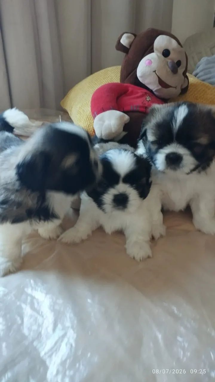 Filhotes de Shitzu  - Foto 3