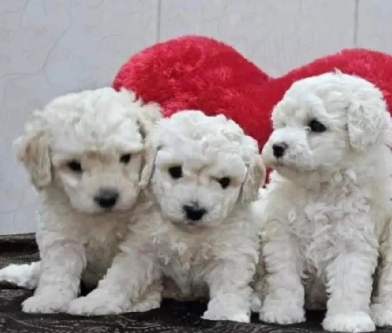 Filhotes de Poodle