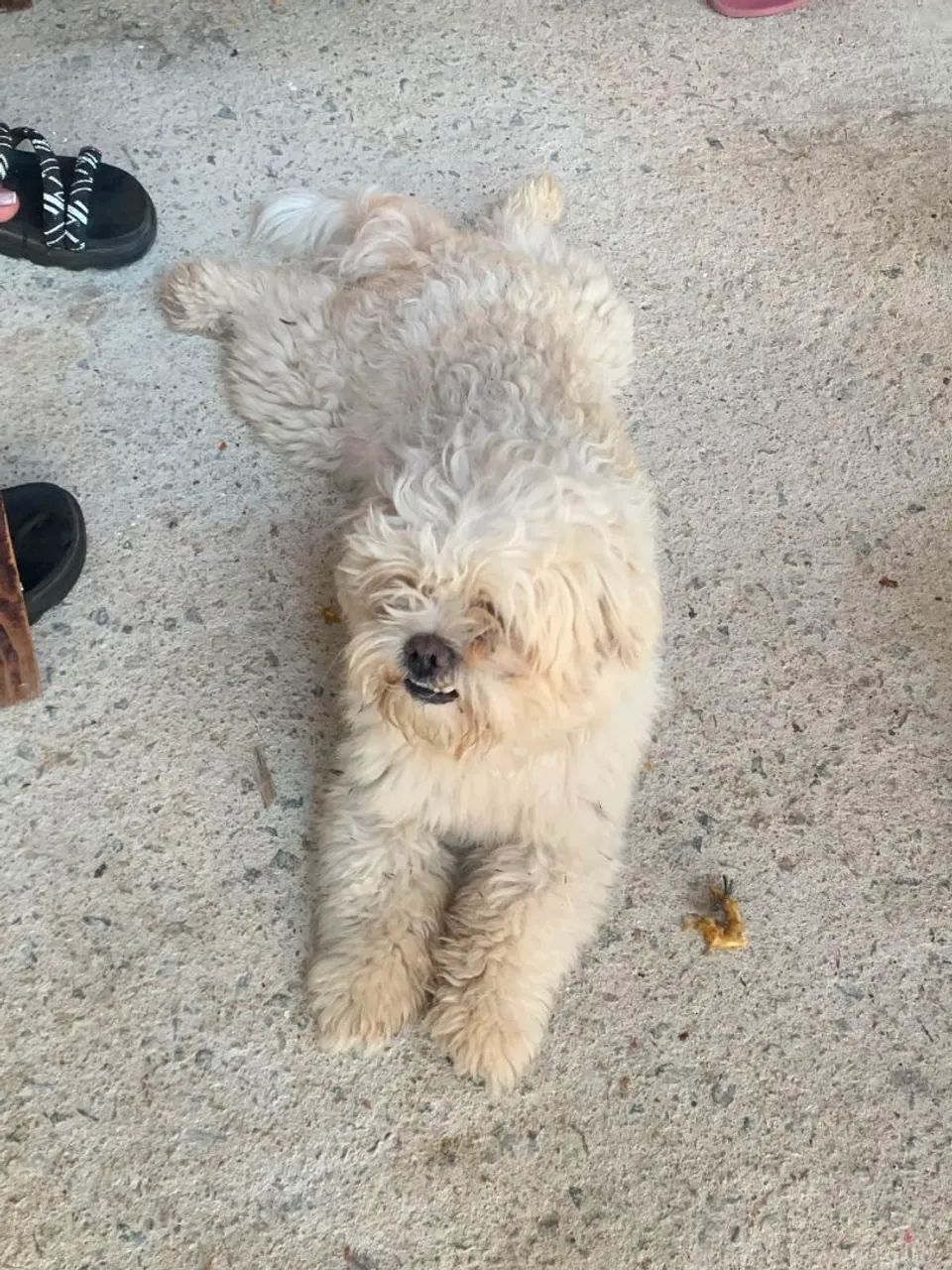 cachorro Shitzu macho 