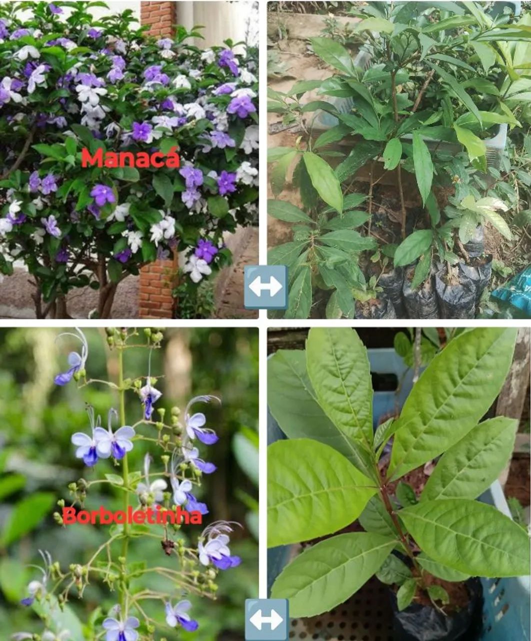 Temos muda de coco anão e outras  - Foto 3