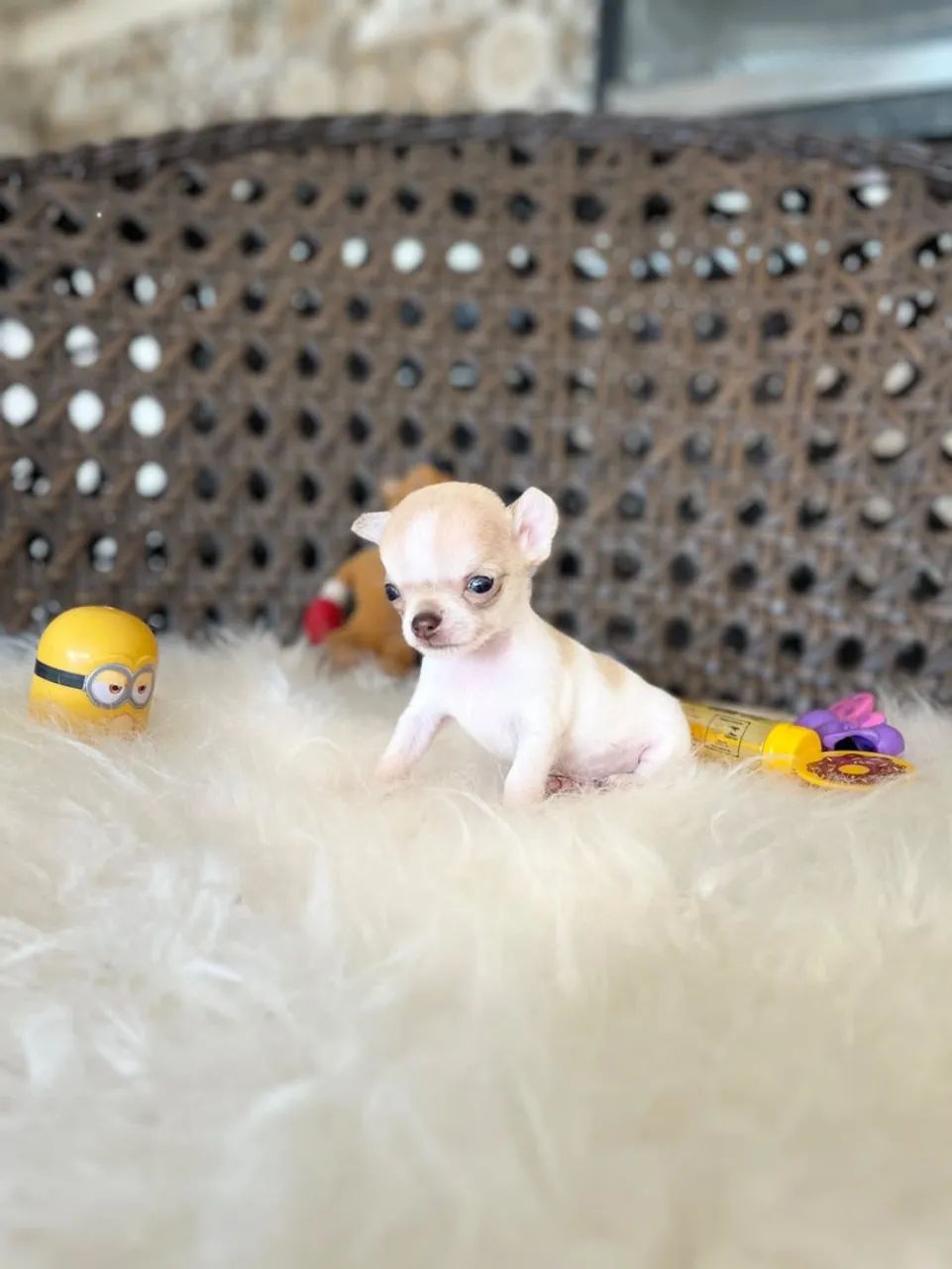 Chihuahua macho micro  - Foto 2