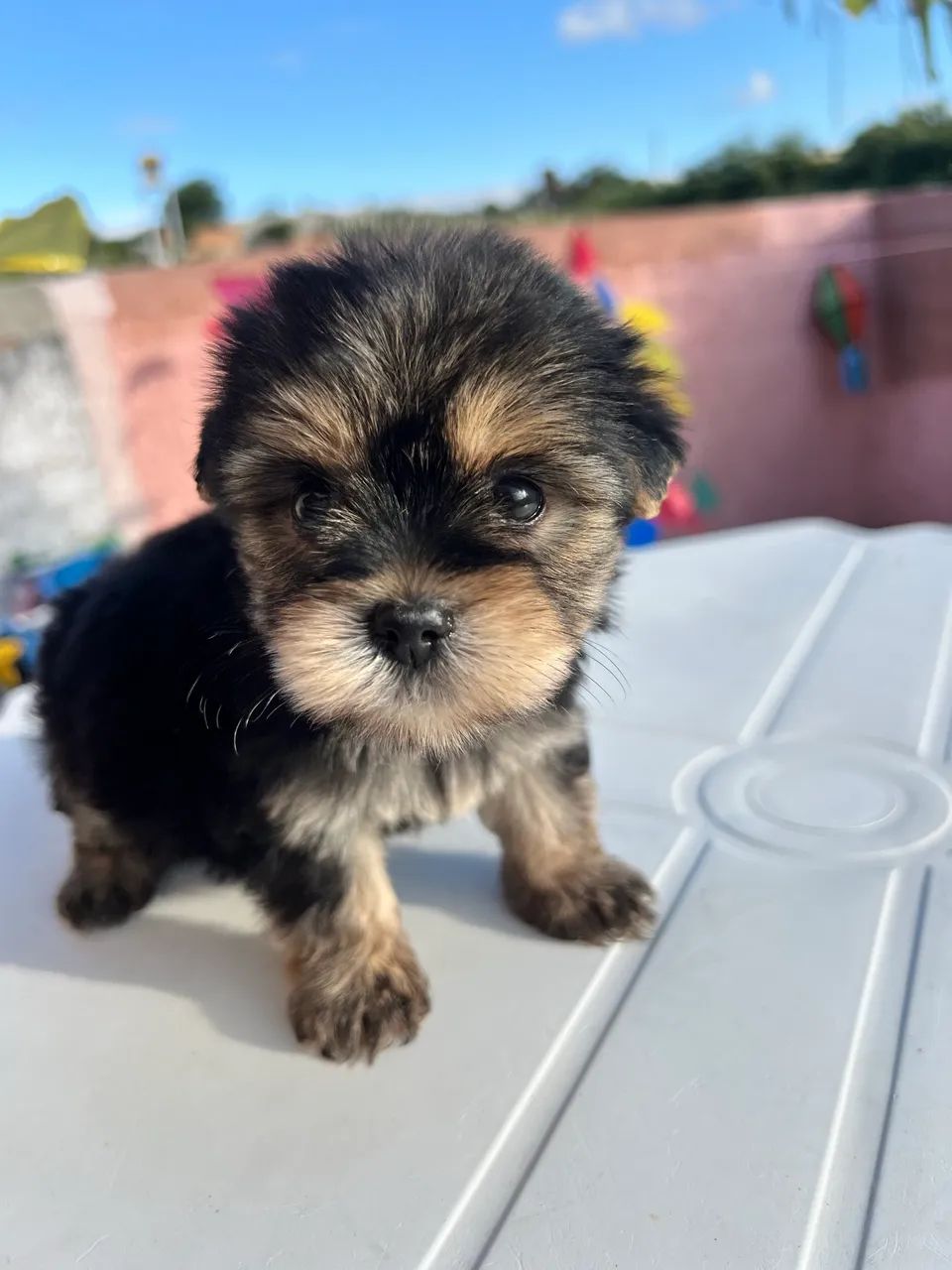 Yorkshire Terrier - Foto 4