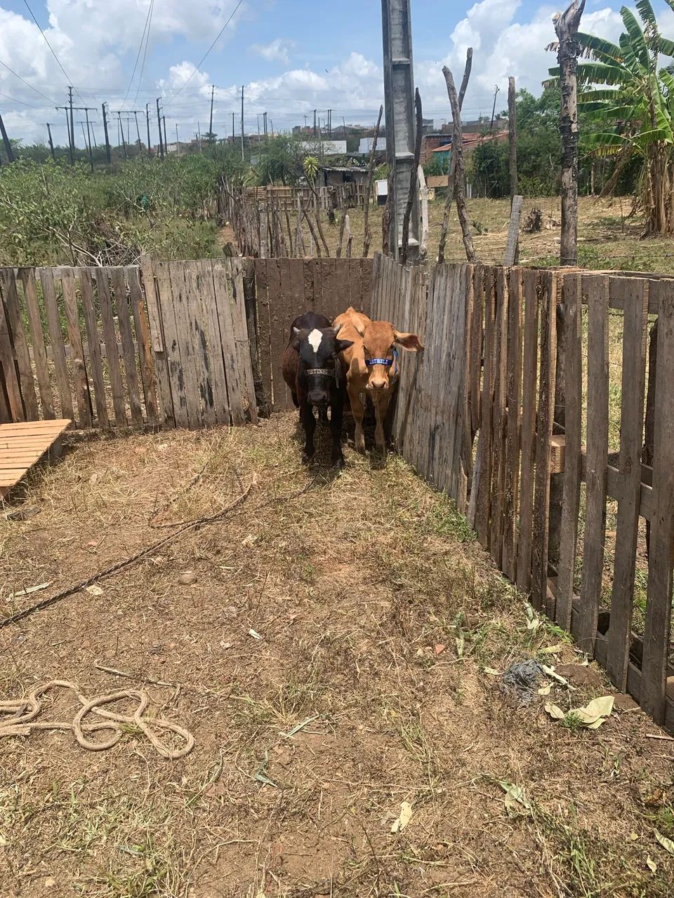 Agro e indústria  - Foto 3