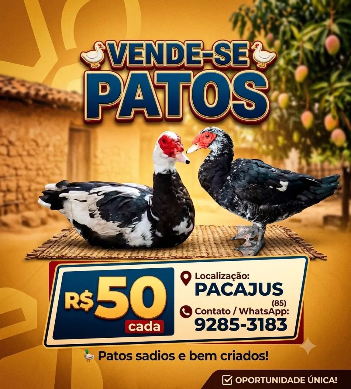 Vendo pato macho
