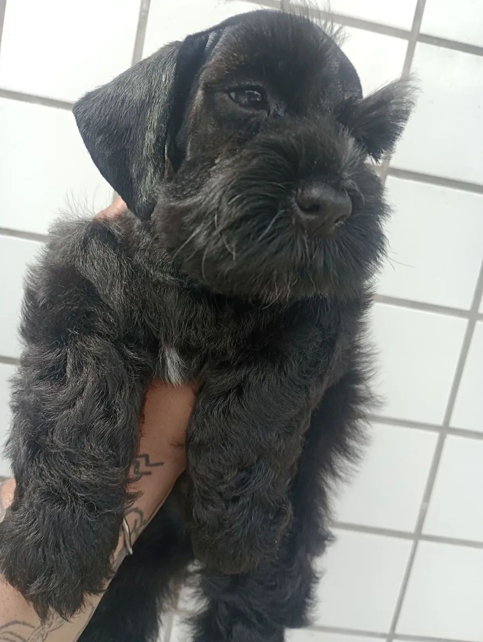 Schnauzer Miniatura macho 
